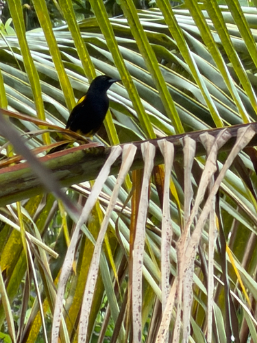 Puerto Rican Oriole