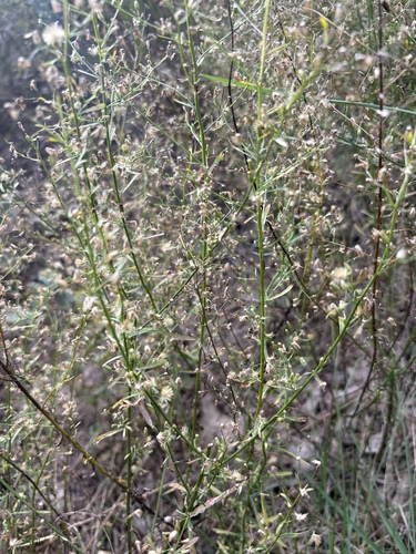 horseweed