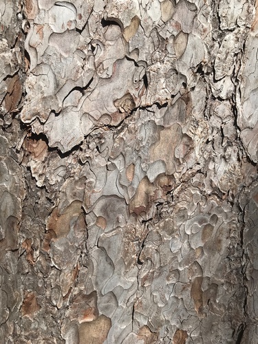 red pine