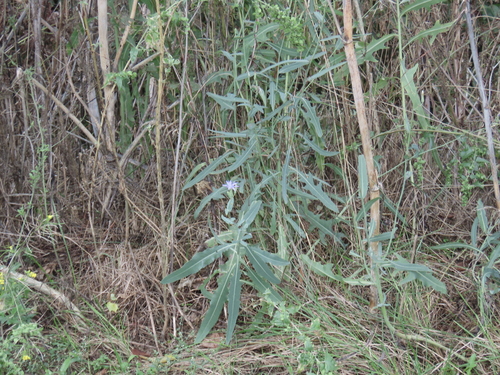 Lactuca tatarica, photograph 3