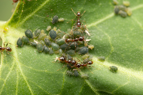 Pallid Big-headed Ant