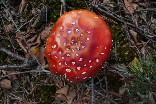 Fly Agaric
