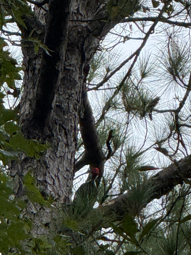 Pileated Woodpecker