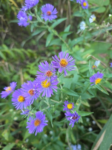 New England aster