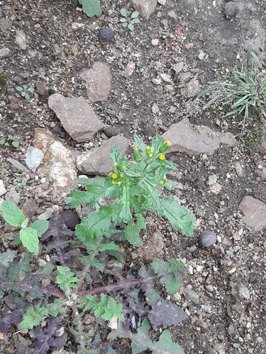 common groundsel