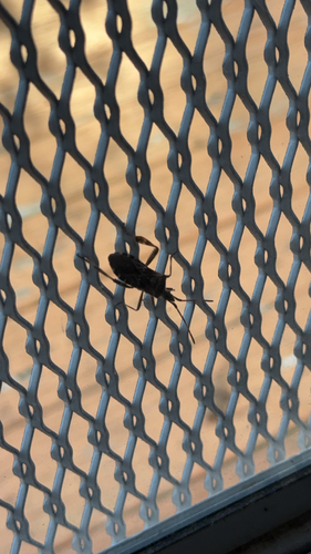 Western Conifer Seed Bug