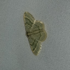 Chlorochlamys appellaria