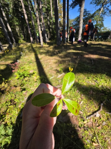 Eastern Teaberry