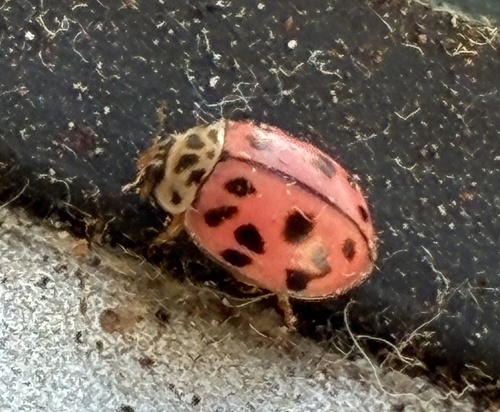 Poplar Ladybird Beetle