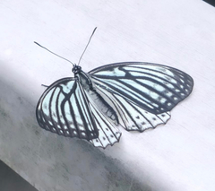 Hestina assimilis assimilis