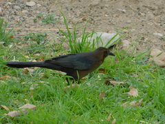 Quiscalus mexicanus