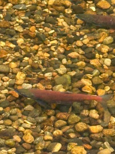 Sockeye Salmon