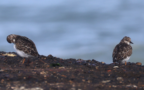 Ruddy Turnstone