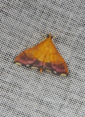 Pyrausta bicoloralis