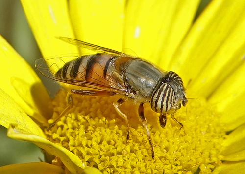 Stripe-eyed Lagoon Fly