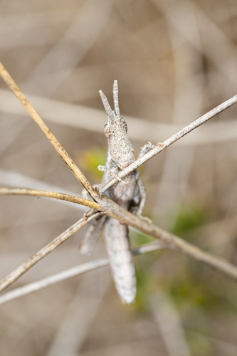 Cone-headed Grasshopper