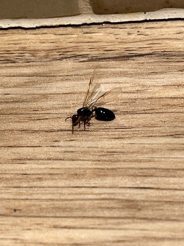 Mediterranean Acrobat Ant