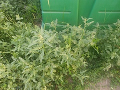 Atriplex tatarica, photograph (c) Мирослав Соболев, some rights reserved (CC BY)
