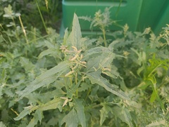 Atriplex tatarica