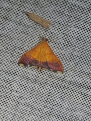 Pyrausta bicoloralis