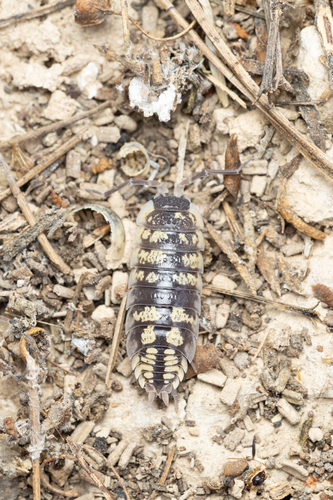 Yellow Dot Isopod