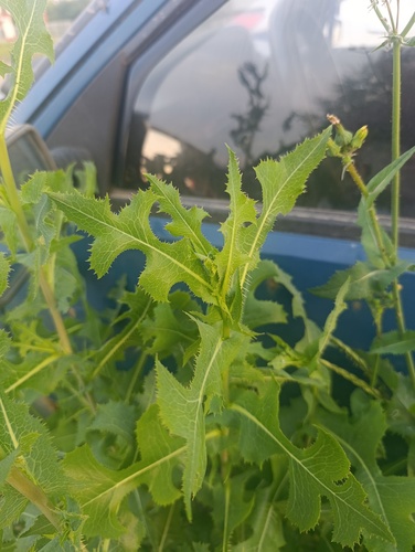 Lactuca serriola, photograph 5