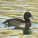 Baer's Pochard - Photo (c) ken, some rights reserved (CC BY-NC-ND)