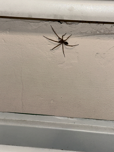 Noble False Widow