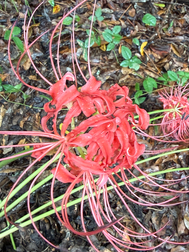 red spider lily