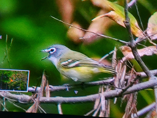 Blue-headed Vireo