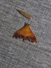 Pyrausta bicoloralis