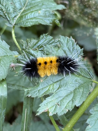 Spotted Tussock Moth