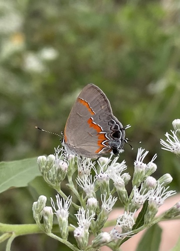 Red-banded Hairstreak
