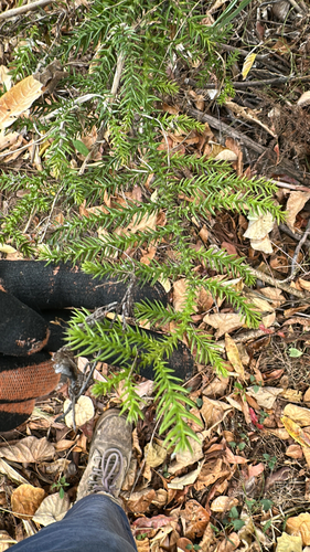 Hoop pine