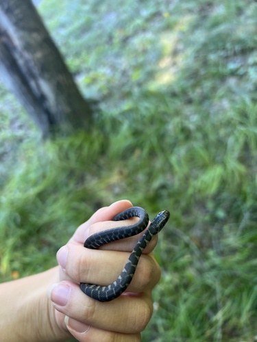 Common Watersnake