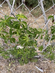 Magnoliopsida