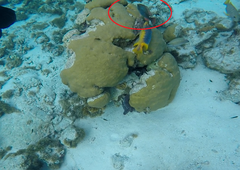 Sparisoma aurofrenatum