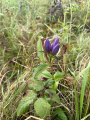 Gentiana andrewsii