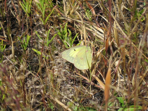 Clouded Sulphur