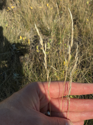 Rough Fescue