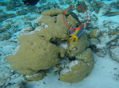 Sparisoma aurofrenatum