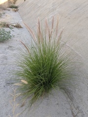 Poaceae