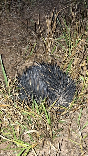 Western Short-beaked Echidna