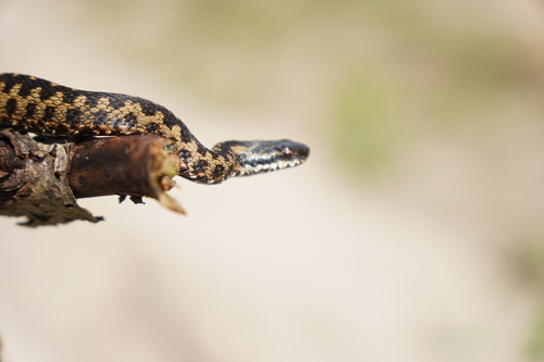 Adder