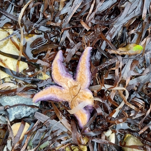 Common Sea Star