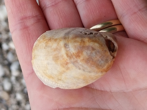 Common Atlantic Slippersnail