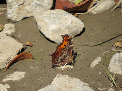 Eastern Comma