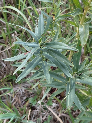 Shining Spurge