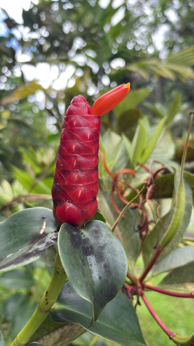 Costus woodsonii observed 2026-09-15