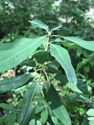 mountain laurel